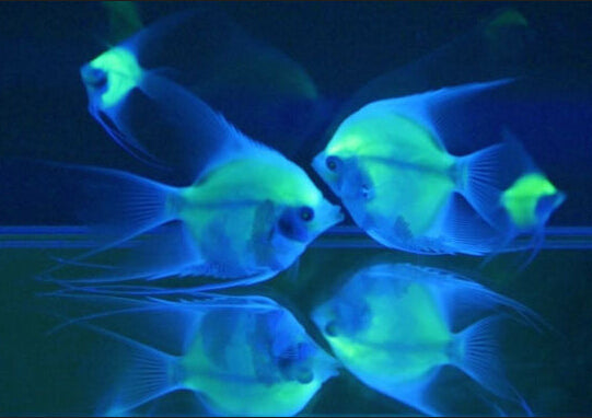 Retail LED Luminescent fish Magical
